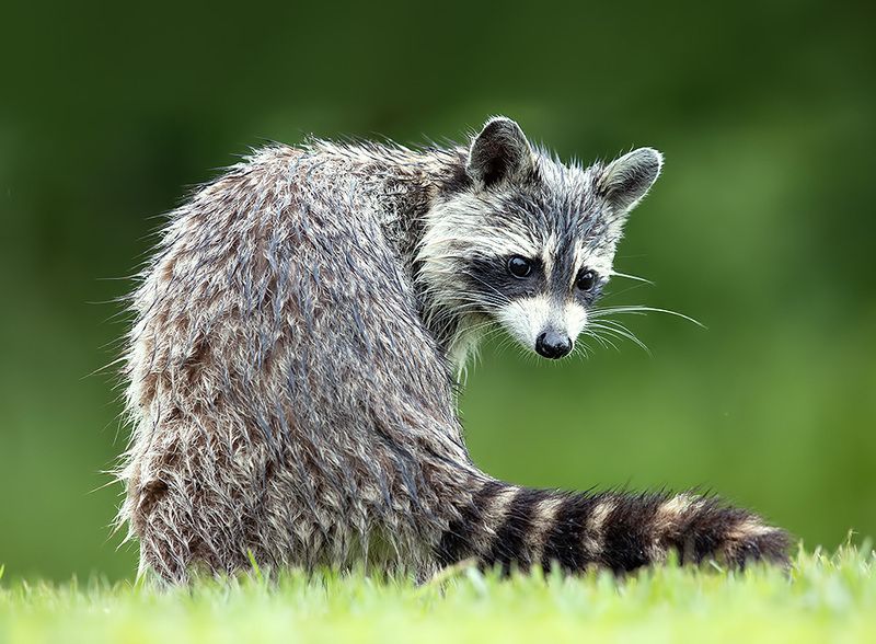 енот обыкновенный, енот-полоскун, raccoon, енот, дикие животные, животные, animals Енот-полоскун -Raccoonphoto preview