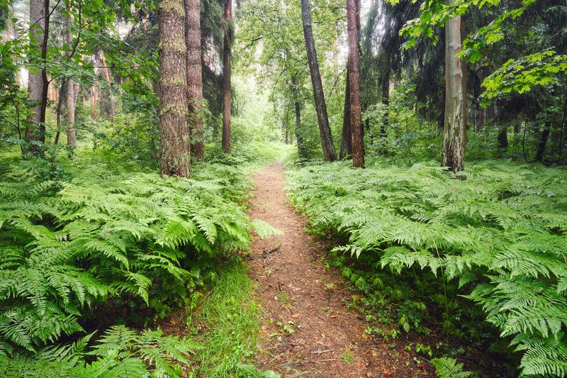 лес, деревья, листва, свет В летнем лесуphoto preview