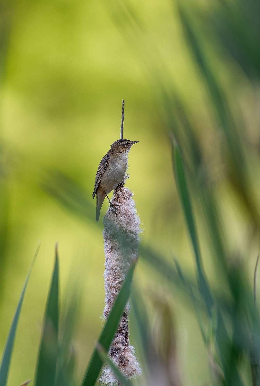 , Ширяев Константин