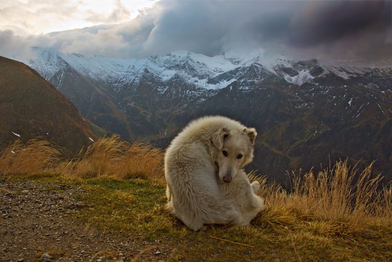 горы пейзаж облака  утро осень Белый пес фото превью