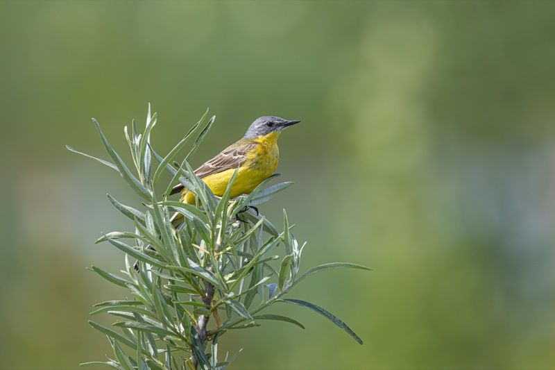 желтая трясогузка, трясогузка, птицы Желтая трясогузкаphoto preview