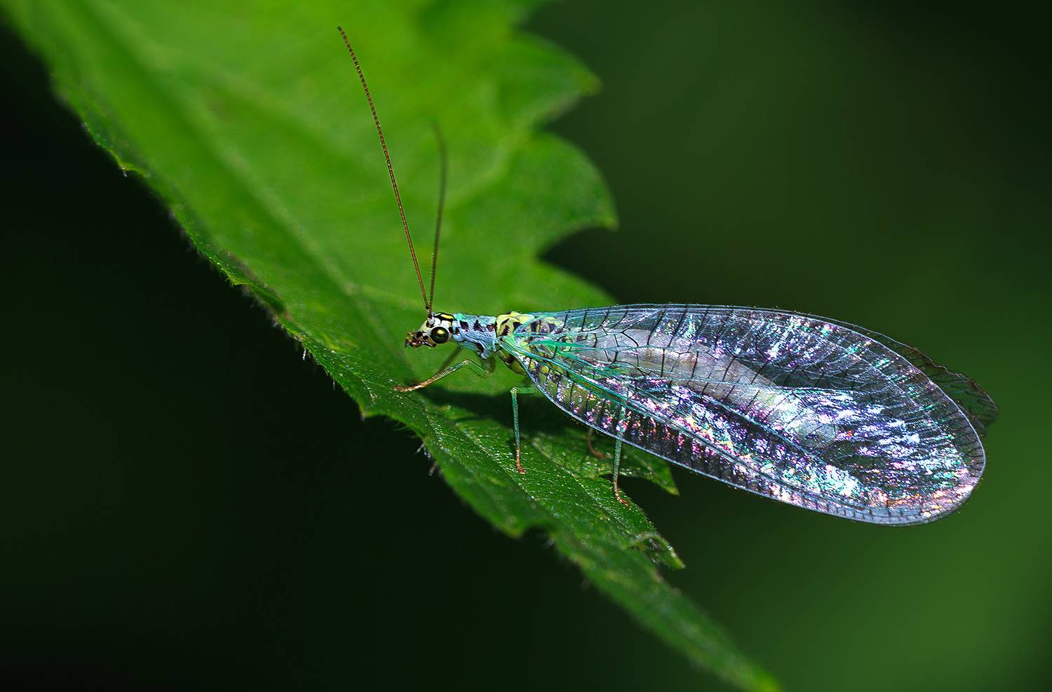 Златоглазка. Автор: Борис Новиков насекомые, златоглазка, лето, июнь, Борис Новиков