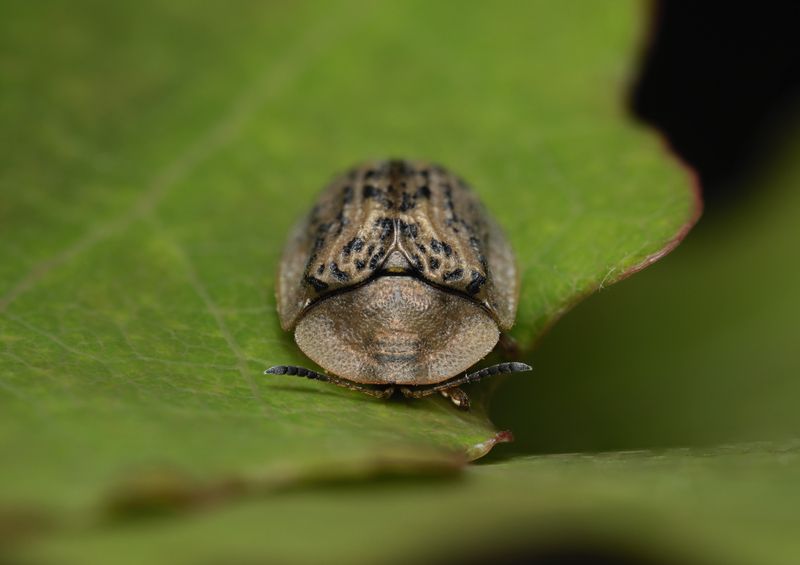 (Cassida nebulosa ) photo preview
