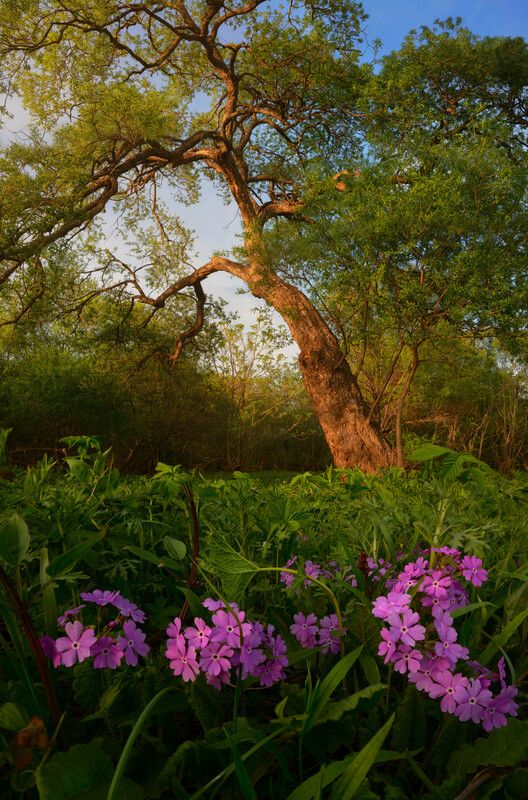 приморье Один вечер лета.photo preview