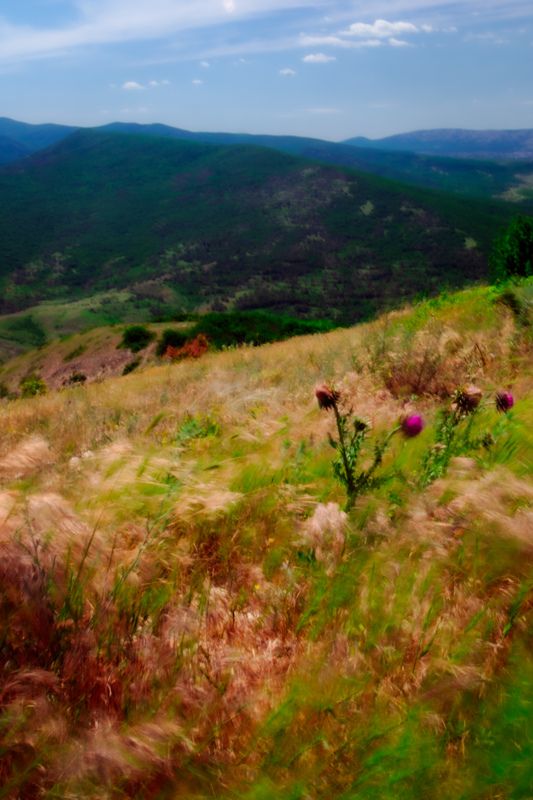 Маслоphoto preview