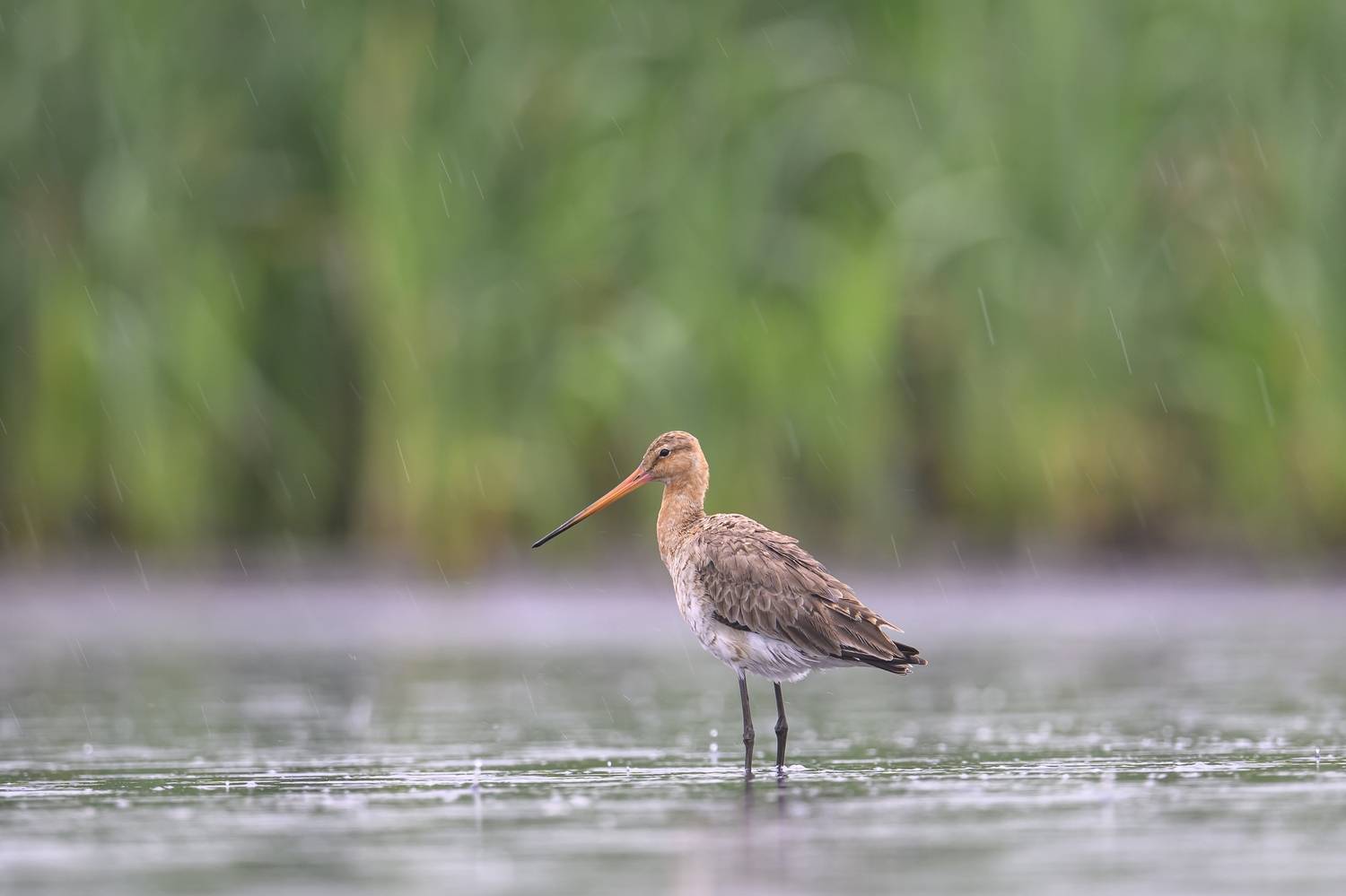 Большой веретенник. Автор: Пупонин Сергей , Пупонин Сергей