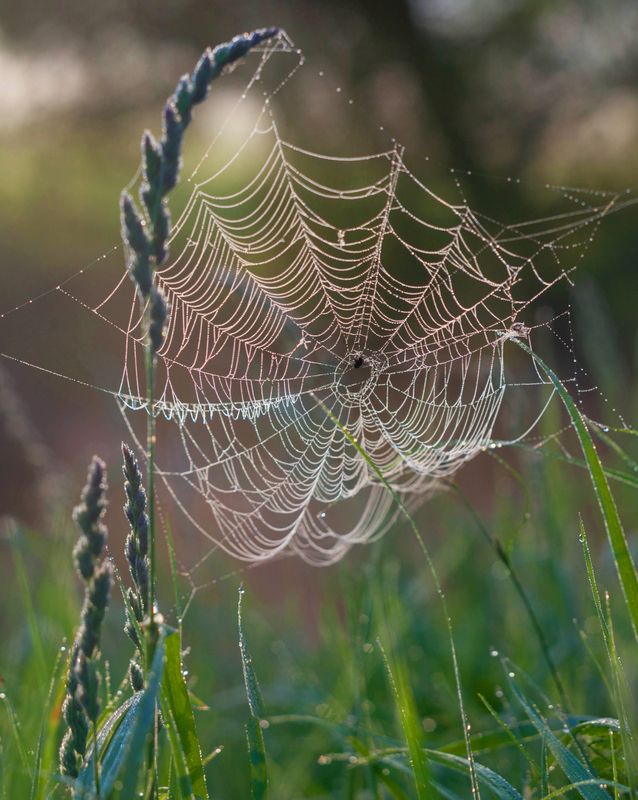 паутинка, лето, роса photo preview