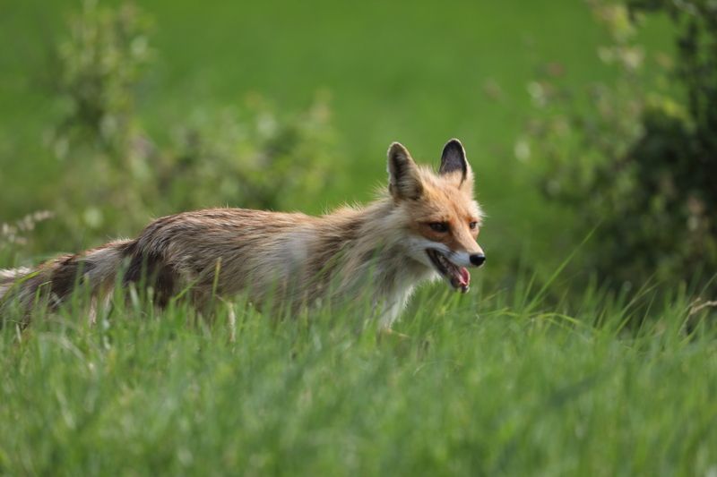 природа, средняя полоса, россия июнь, фауна, млекопитающие, звери, лиса, лисица, анималистика Жаркий июньphoto preview