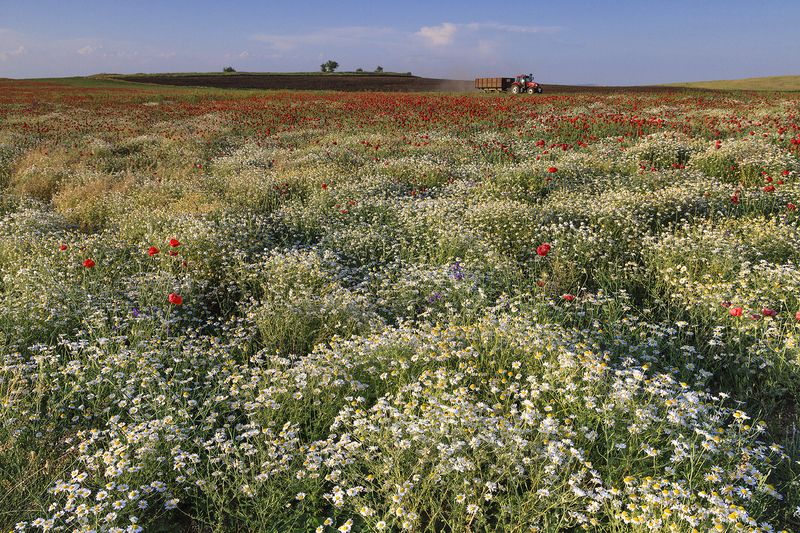 Цветение в Крымуphoto preview