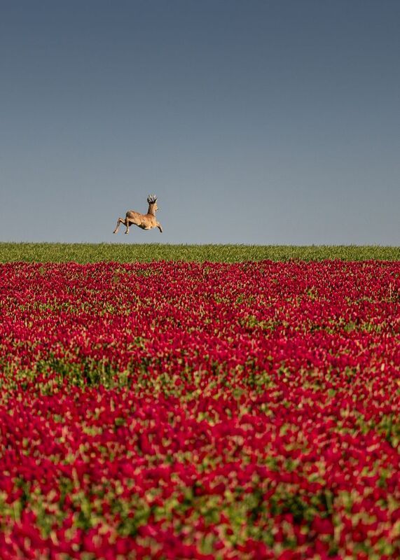 Freedomphoto preview