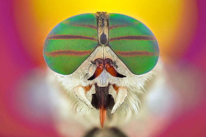 ceclii, macro  фото превью