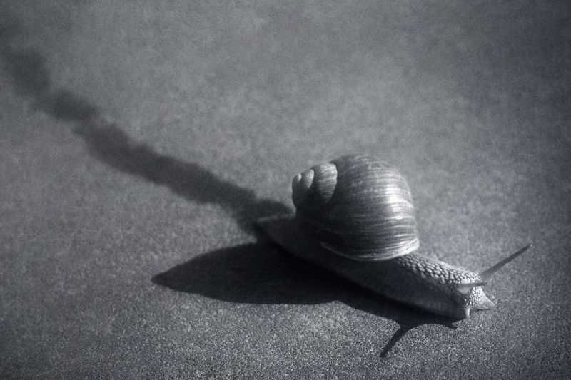 чб, улитка Рождённый ползать.photo preview