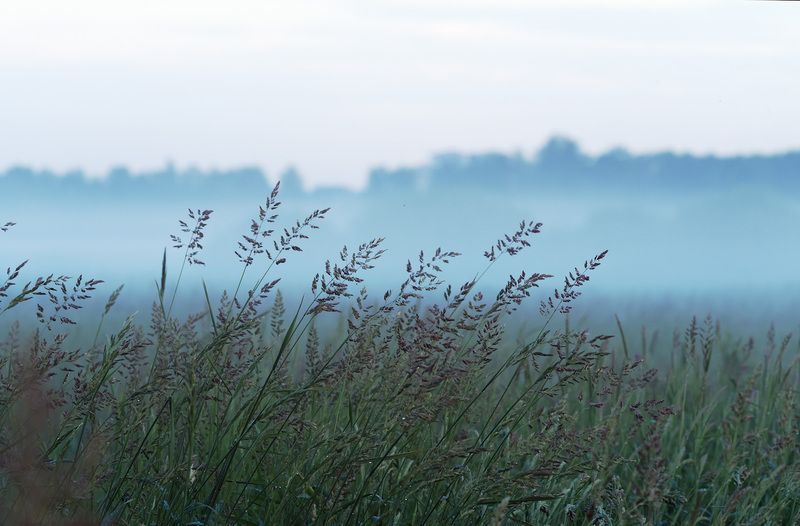 поле.вечер.туман Вечерелоphoto preview
