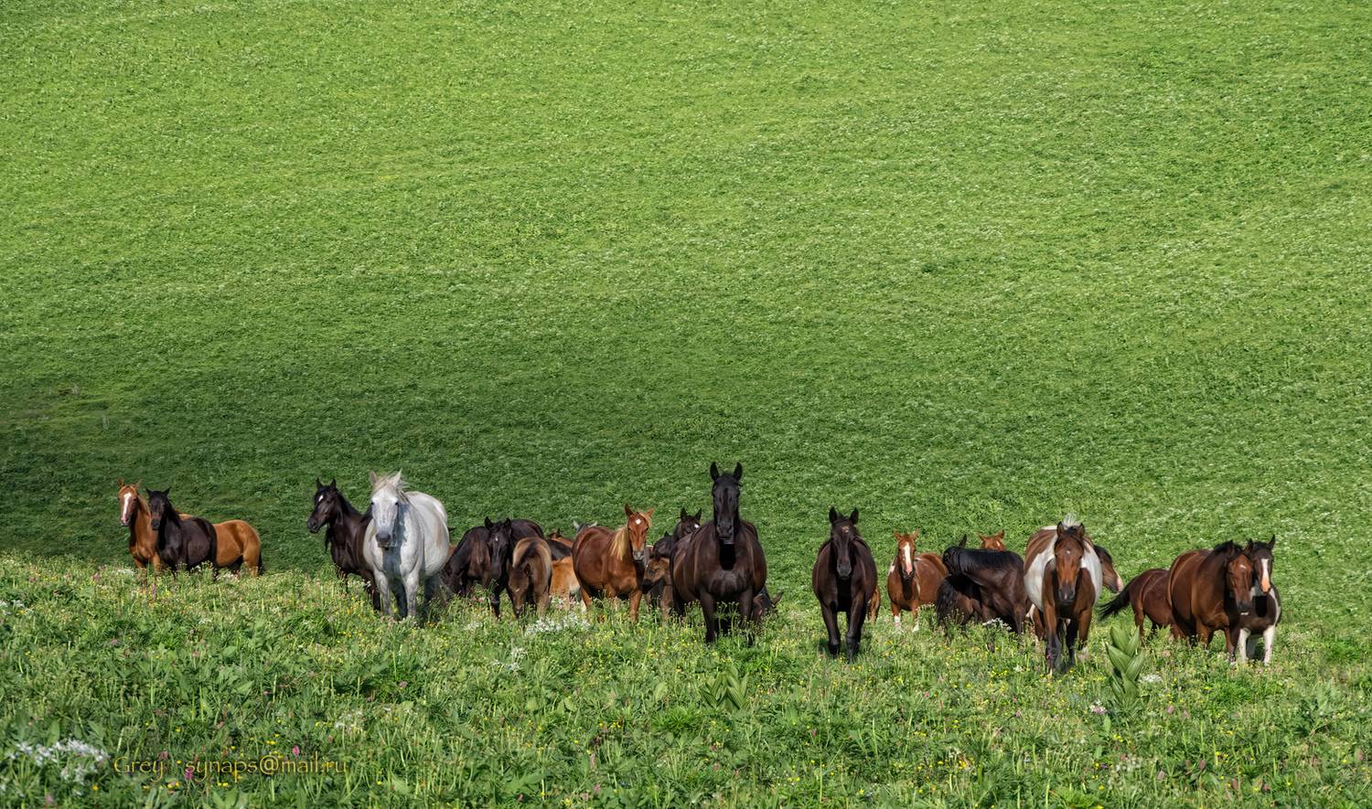 Вольные.... Автор: Сергей Павлов луга кони трава Лагонаки, Сергей Павлов