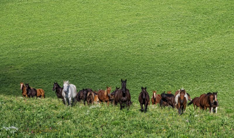 луга кони трава Лагонаки Вольные...photo preview