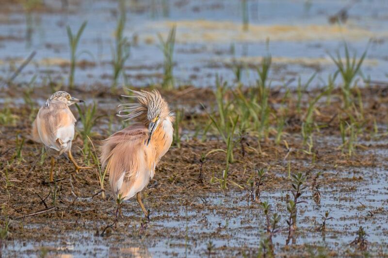 birds,  Squacco Heron (Ardeola ralloides)photo preview