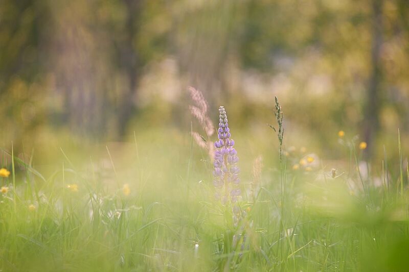 Про одинокий люпинphoto preview