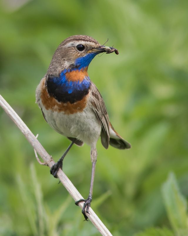 варакушка Варакушкаphoto preview