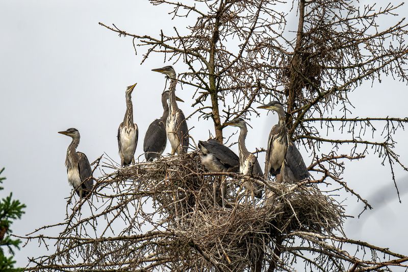 пермский край, птицы, цапля, серая цапля,лес, фотоохота Гнездование серой цапли фото превью