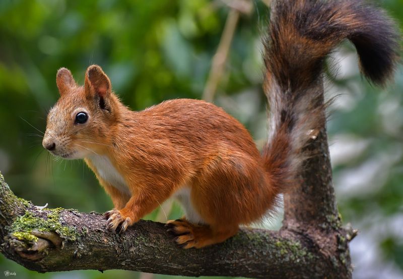 Белочка)photo preview