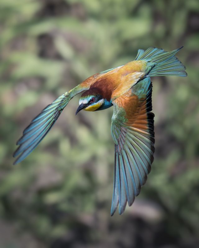 Золотистая щурка (Merops apiaster) photo preview