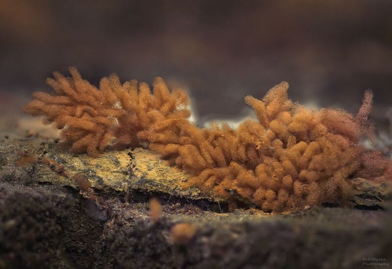 макро, природа, грибы, миксомицеты, macro, nature, mushrooms, slimemolds миксомицет Арцирия инкарнатная (Arcyria incarnata)photo preview