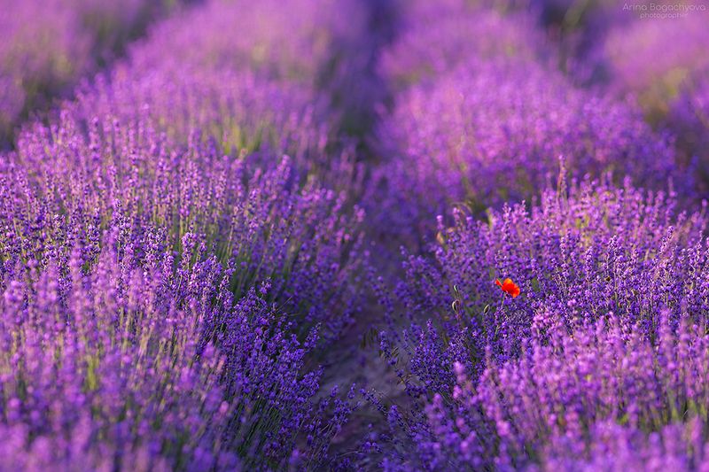 Крымская лавандаphoto preview