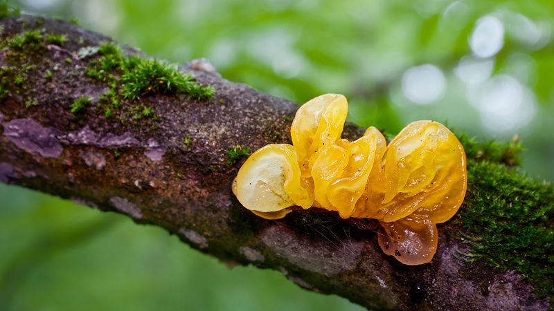 Вот такой грибокphoto preview