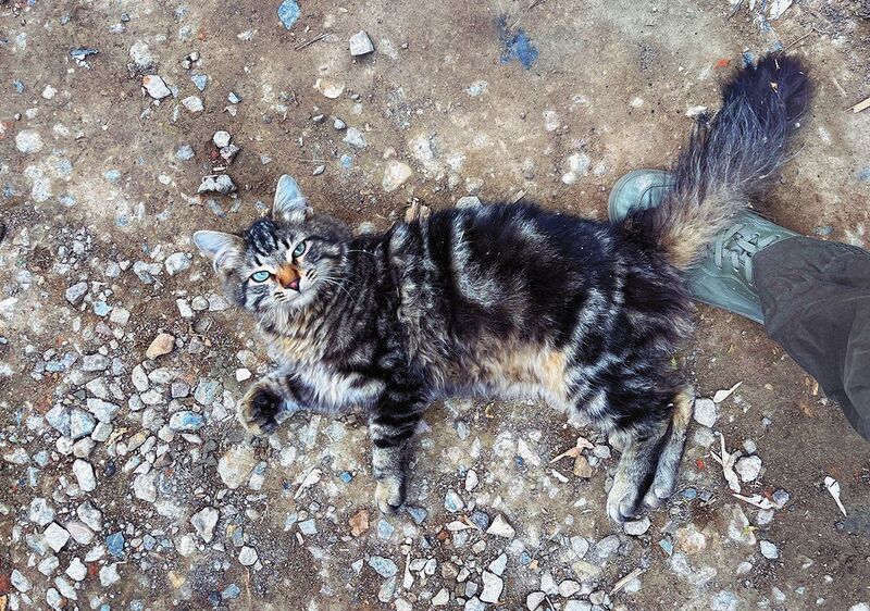 * фото превью