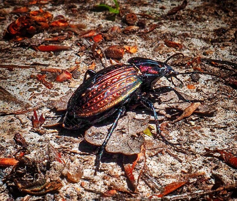 Carabus ullrichiphoto preview