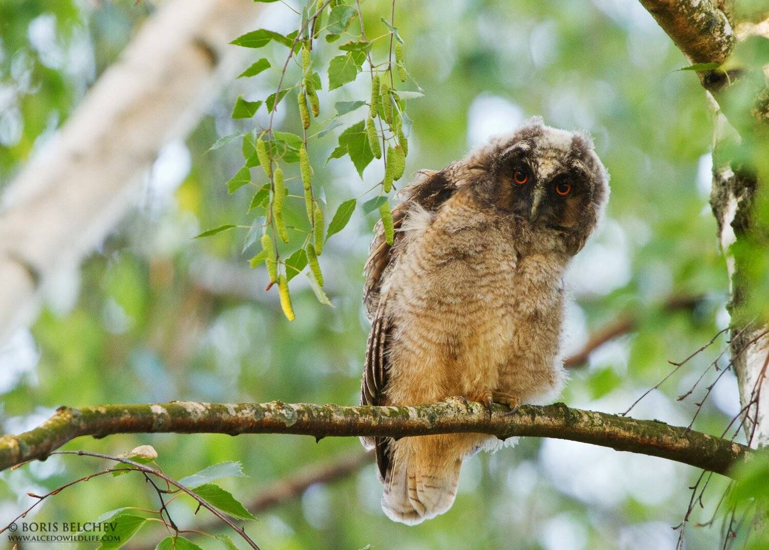 Автор: Борис Белчев , Борис Белчев