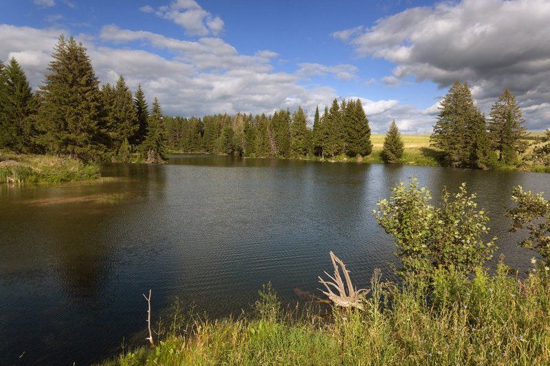 Озеро трава лес коряга облака небо лето Лесное озероphoto preview