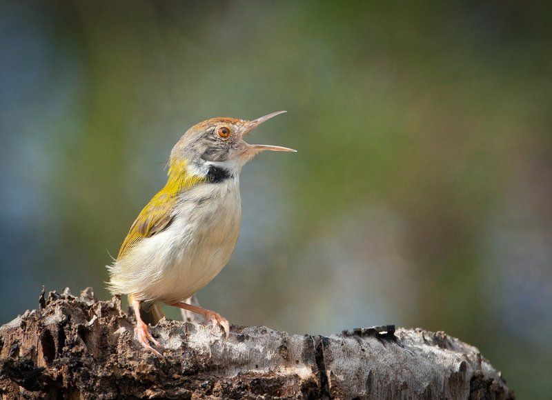 Краснолобая славка-портниха (Orthotomus sutorius)photo preview