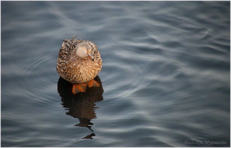 Anas platyrhynchos, Кряква \