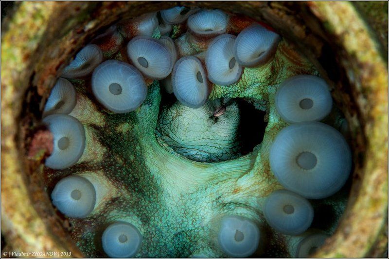 - Осьминог в горшочке, сэр!..photo preview