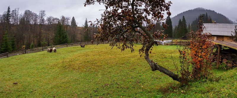 Пастбище во дворе. фото превью