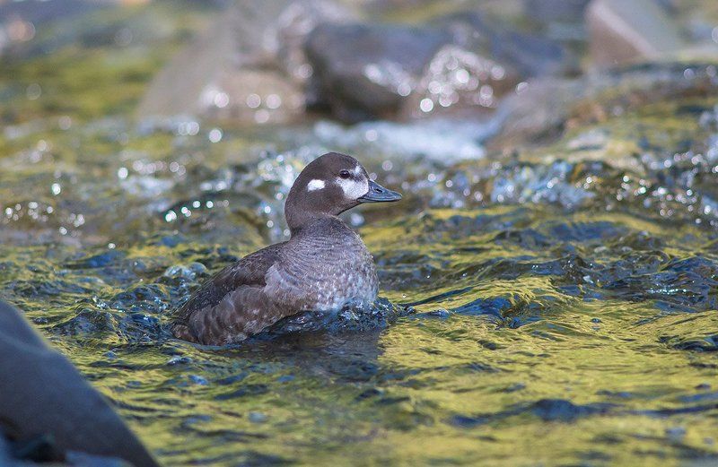 Каменушкаphoto preview