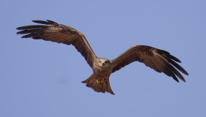 веселый черный коршунphoto preview