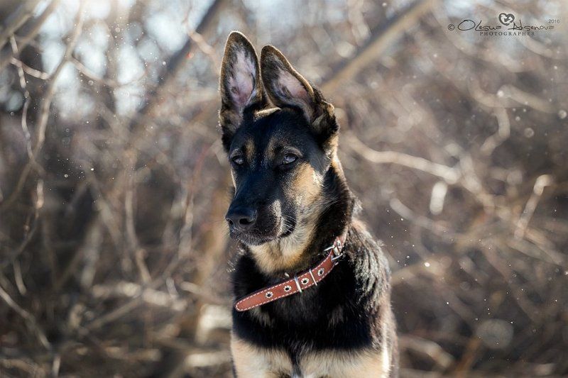 Вео, Собака Джойphoto preview