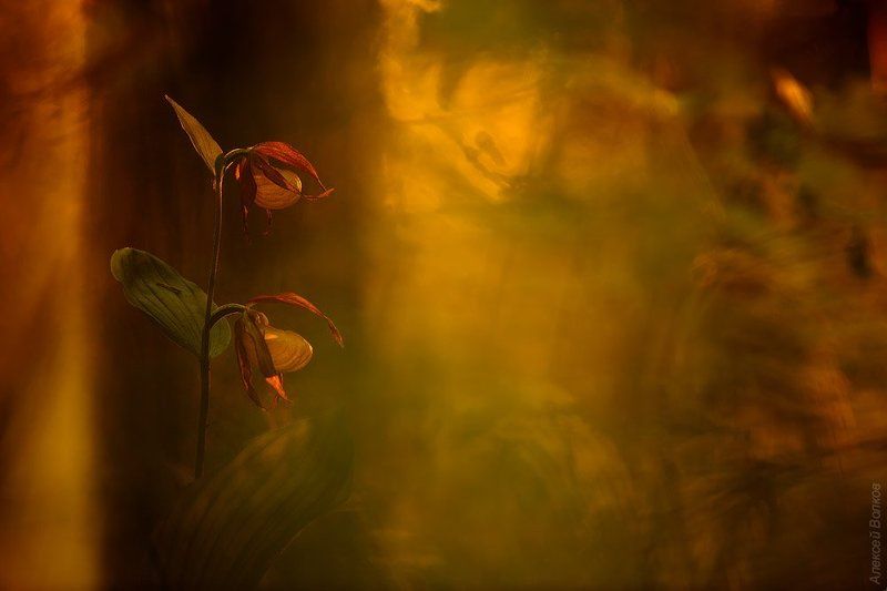 венерин башмачок, цветок, крсная книга Солнца вечерний мольбертphoto preview