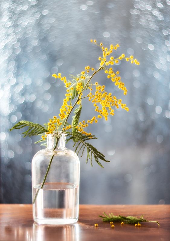 мимоза веснаphoto preview