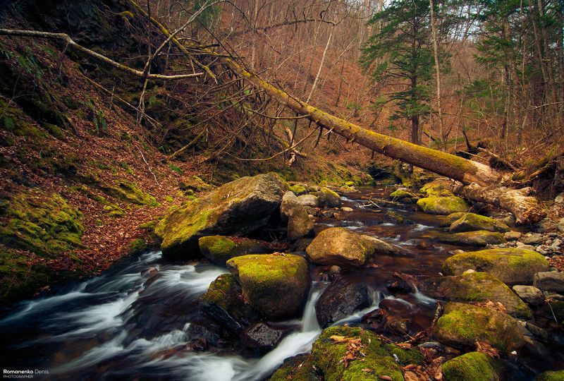 Бобры не спят.photo preview