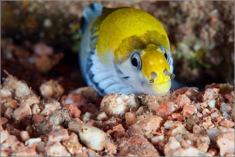 - Ты зачем, стилист хренов, мне голову жёлтой краской покрасил?.. :(photo preview