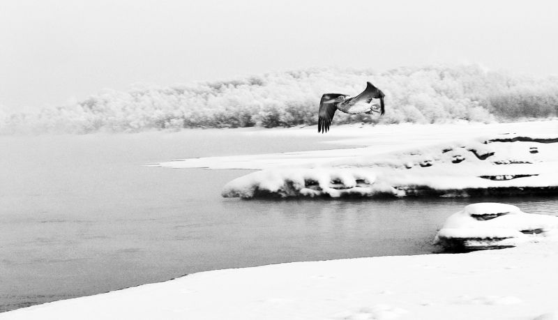 Перелет пеликана через Обь.Сибирь.photo preview