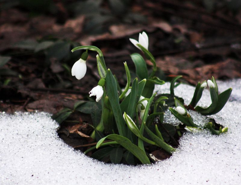 Весна фото превью