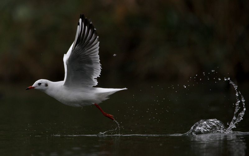 #bird, #birds, #Black-headed gull, #fauna, #gull, #Larus ridibundus, #nature, #wildlife, #природа, #птицы, #фауна, #чайка озерная Взлет...photo preview