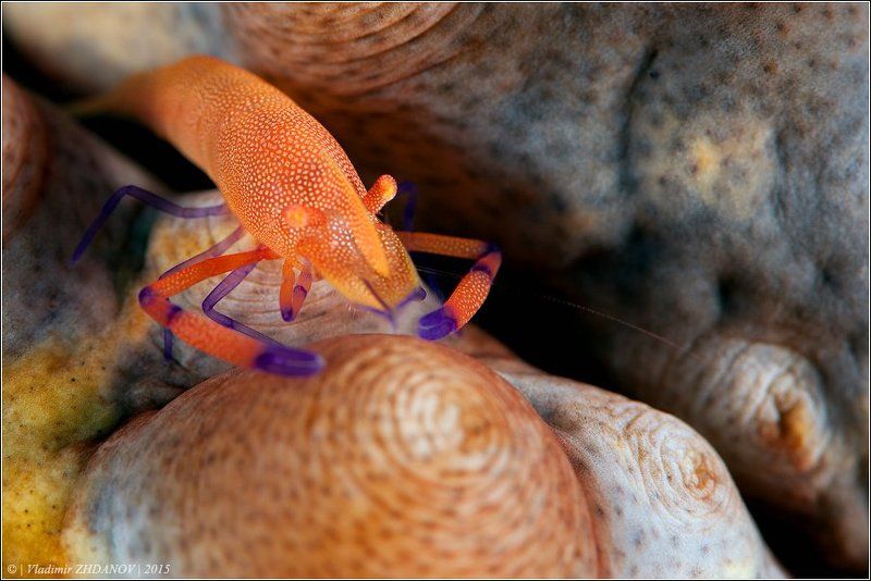 А не пора ли Володьке сбрить усы?..photo preview