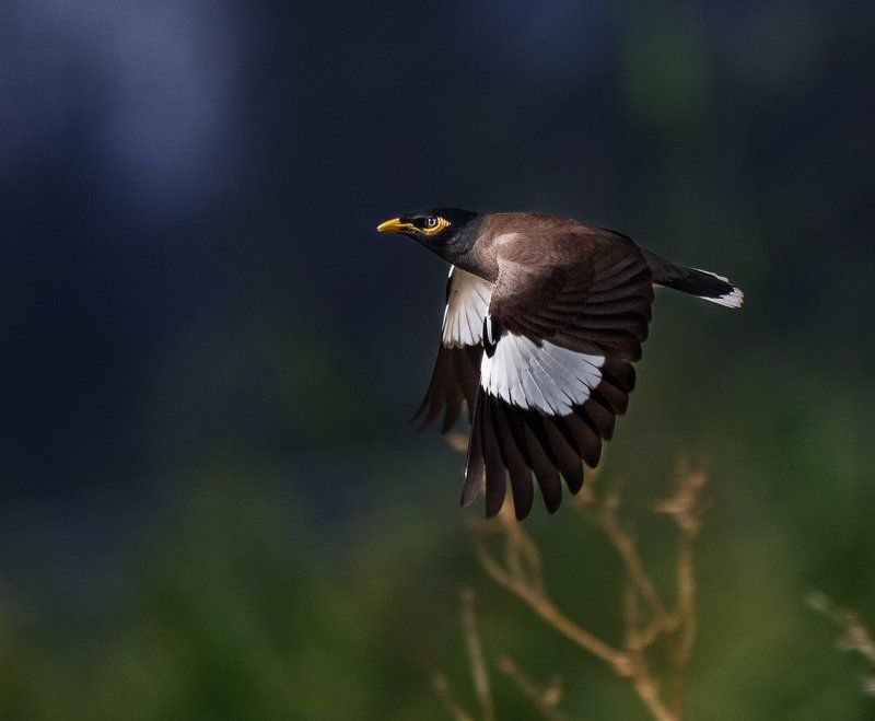 скворецphoto preview