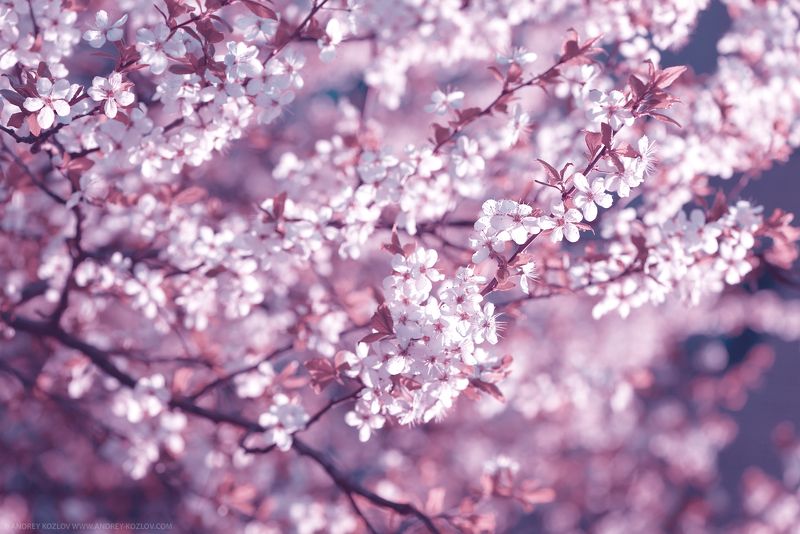 Blossom, Cherry, Flowers, Sakura, Spring, Tree Cherry Flowersphoto preview