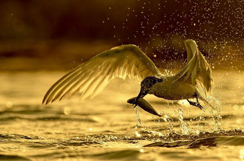 alasseus sandvitsensis, sandwich ternth, гривеста рибарка, пестроносая крачка Охотник золота фото превью